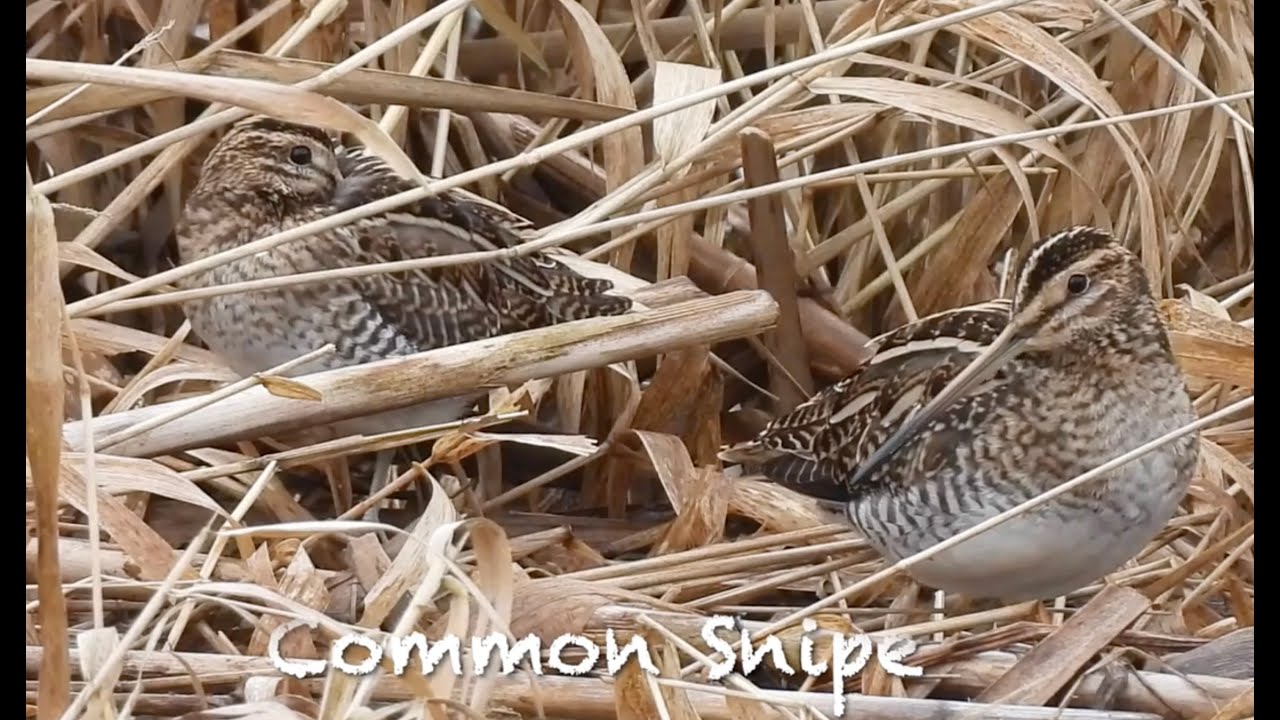 RSPB Baron