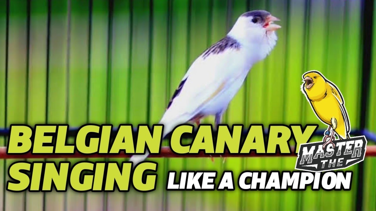 BELGIAN CANARY SINGING - Canary 's most powerful song for training