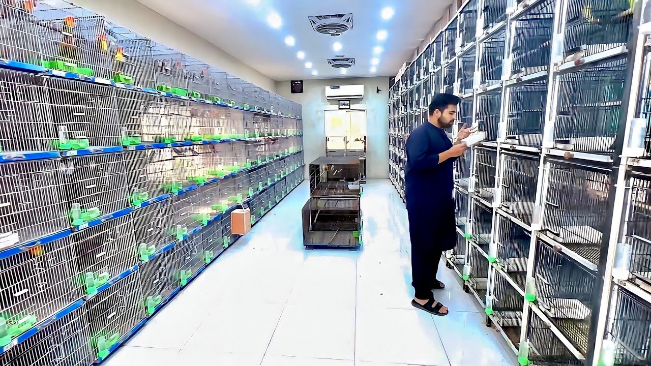 Visit Wajahat Munawar LoveBirds Breeding Setup|| Birds Farming|| Birds Business|| Business from Home
