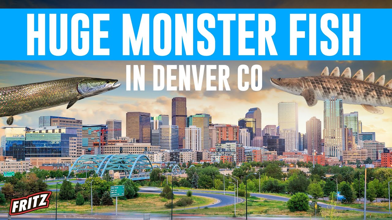 Amazing Monster Fish Store!