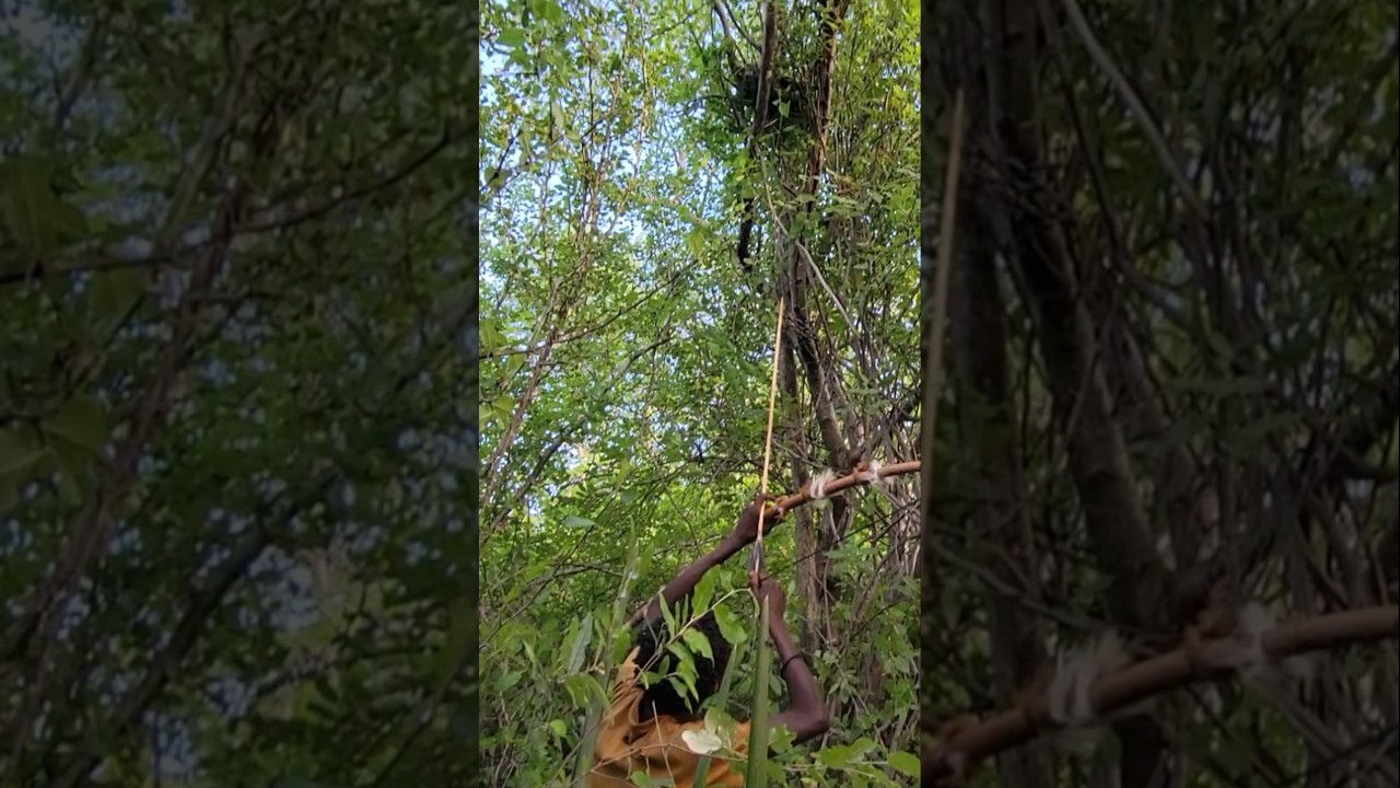 Lucky Hadzabe Hunter Skilfully Shoots a Baboon With Arrow #hadzabetribe #shortsfeed