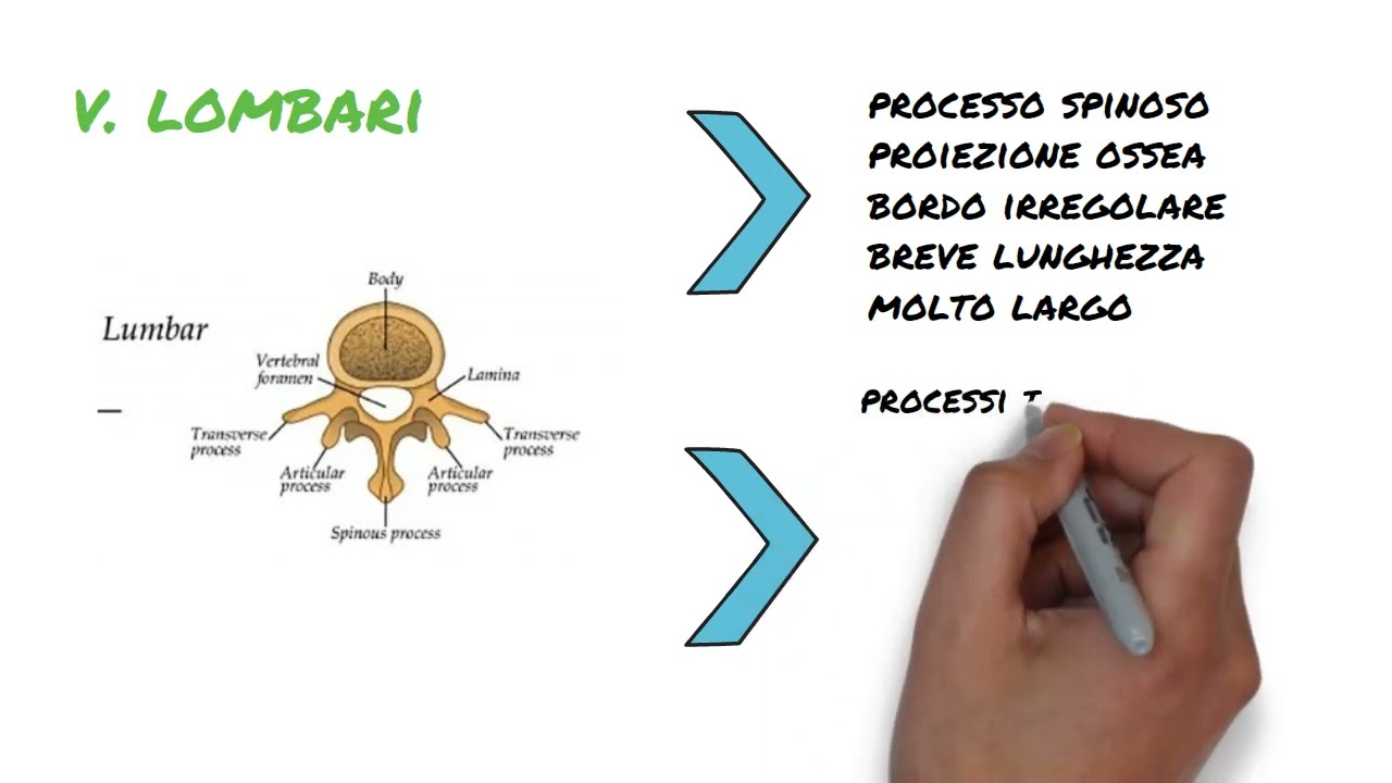 34.  Differenza vertebre 5 parte