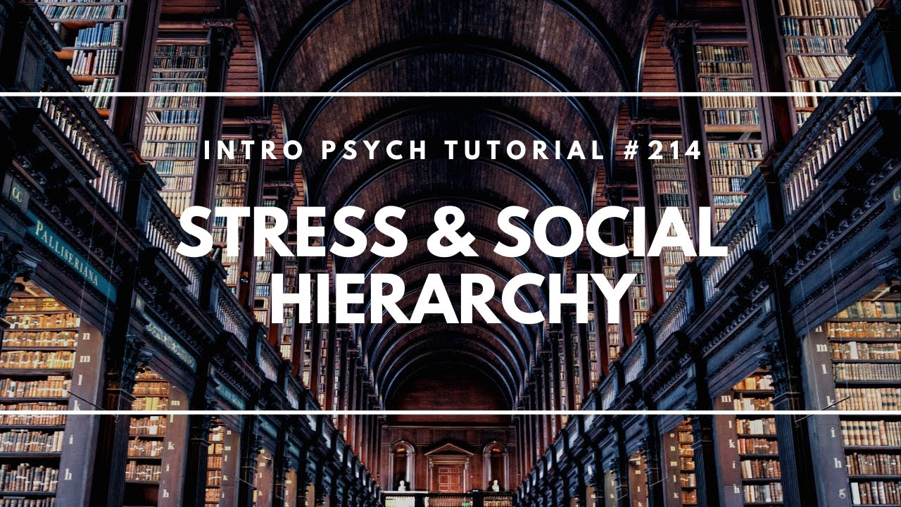 Stress & Social Hierarchy (Intro Psych Tutorial 