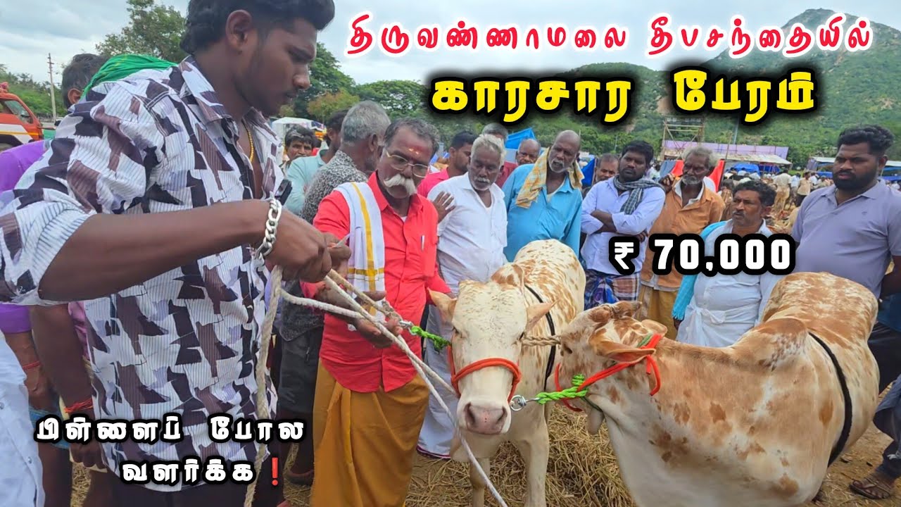 🔥சந்தை பேரம்..ஒத்த பைசா💸குறைக்கல| காரசார பேரம் திருவண்ணாமலை |Tiruvannamalai 2025