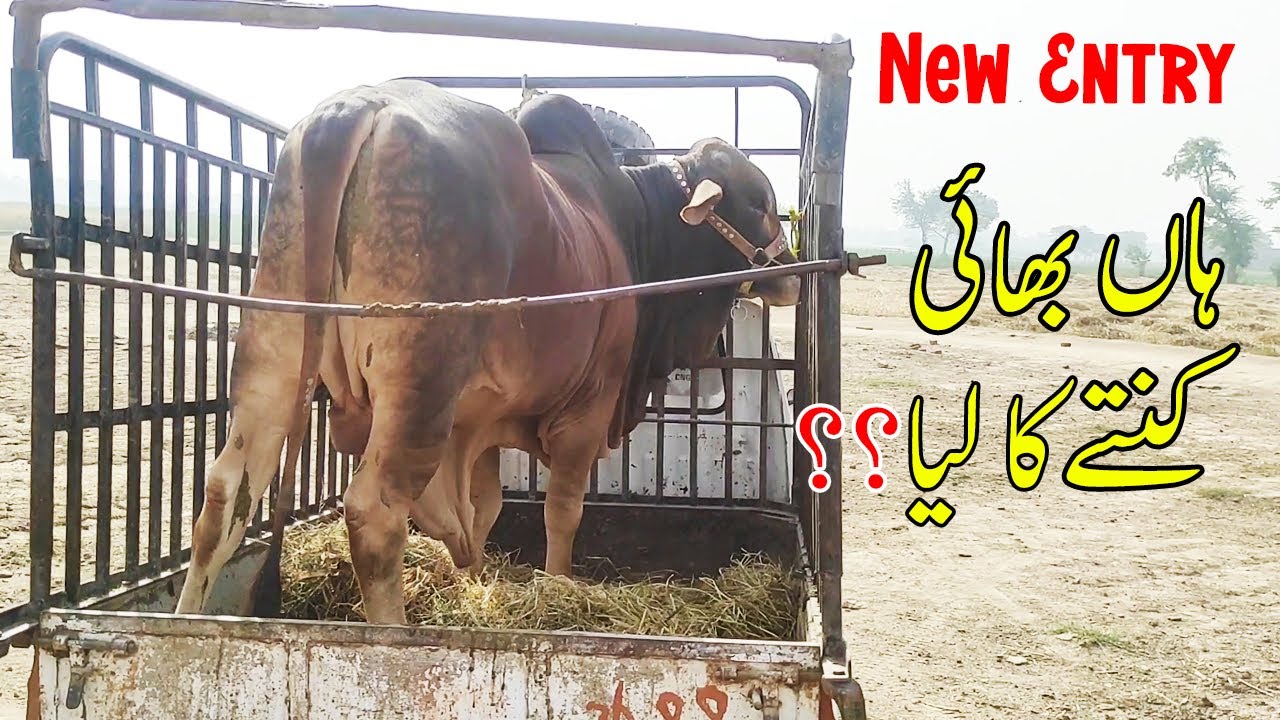 Hain Bhai Kitnay Ka Lia? | New Entry | | SS Tv Cattle Farm |