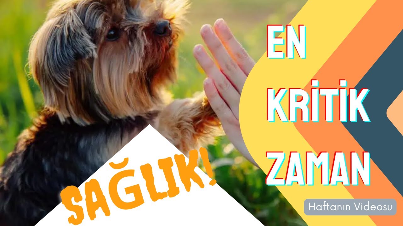 SAĞLIĞI HAKKINDA HERŞEY VE DOĞRU AŞILAMA TAKVİMİ. Gençlik Hastalığı Nasıl Bir Hastalık