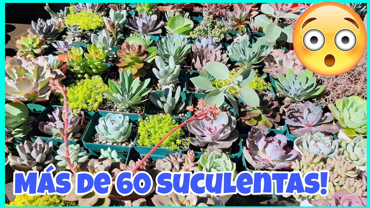 COMPRA MASIVA DE SUCULENTAS 👨‍🌾más de 60 suculentas nuevas 0