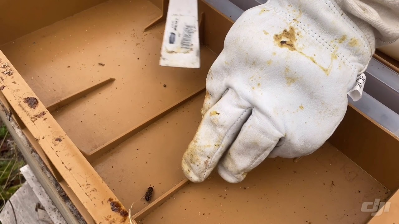 comment nourrir les abeilles l'hiver avec un nourisseur Nicot