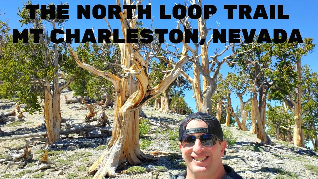 THE NORTH LOOP TRAIL MT CHARLESTON, NEVADA