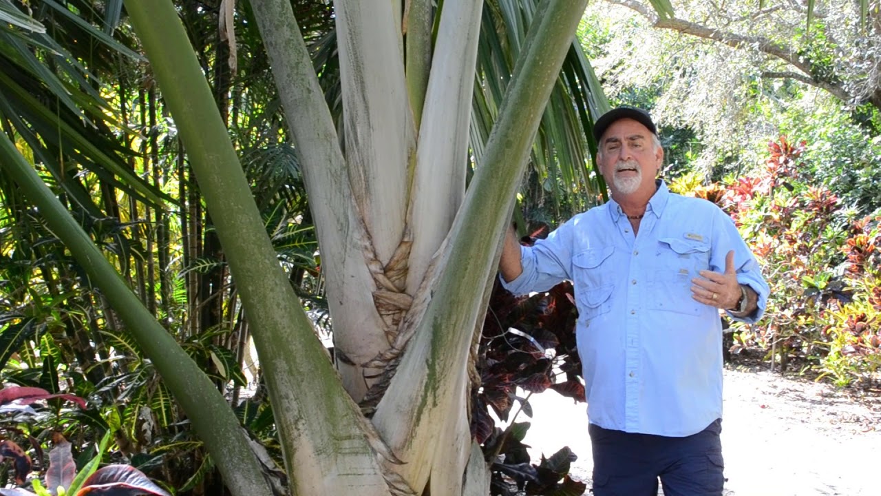 Rare Palm Tree! - Tahina Spectabilis