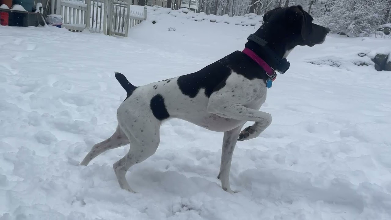 She Has A Good Point - German Shorthaired Pointer