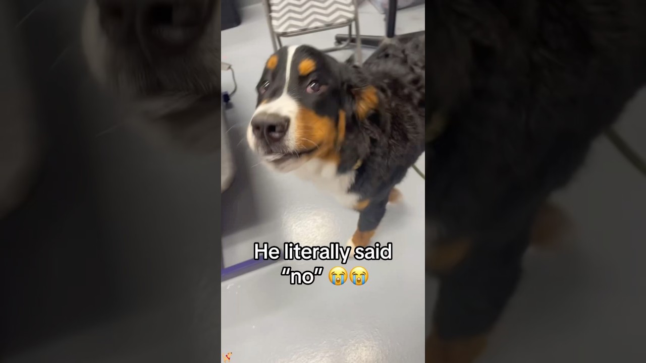 Dogs can speak English.😂