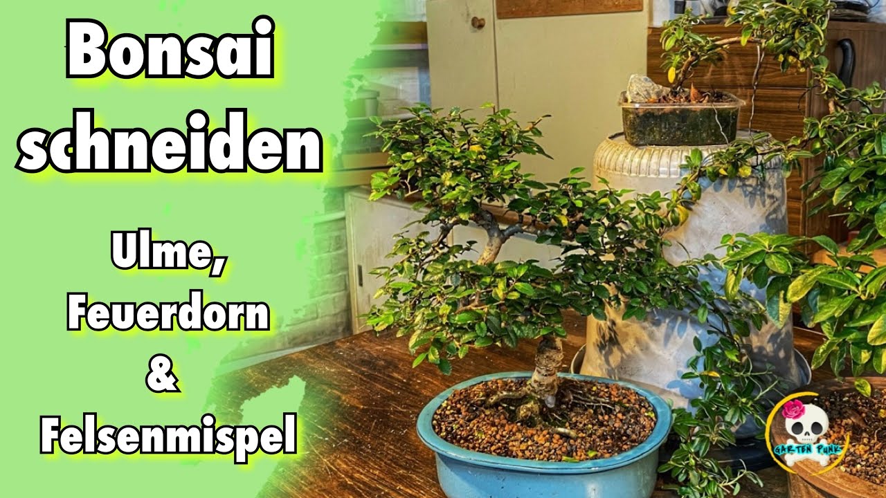 Bonsai schneiden & pflegen | Ulme , Feuerdorn & Felsenmispel | Bonsai Anfänger