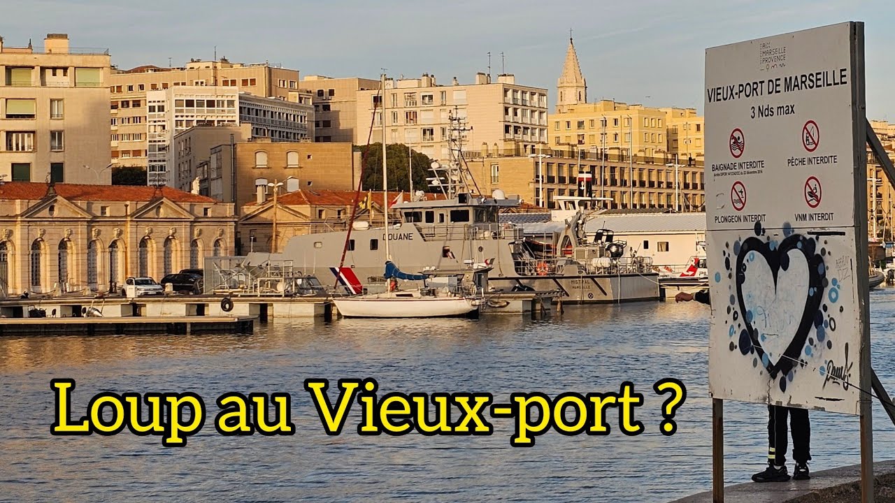 P&ecirc;che au loup (bar) &agrave; Marseille 🌊 Techniques et app&acirc;ts au bord du Vieux-Port 🎣