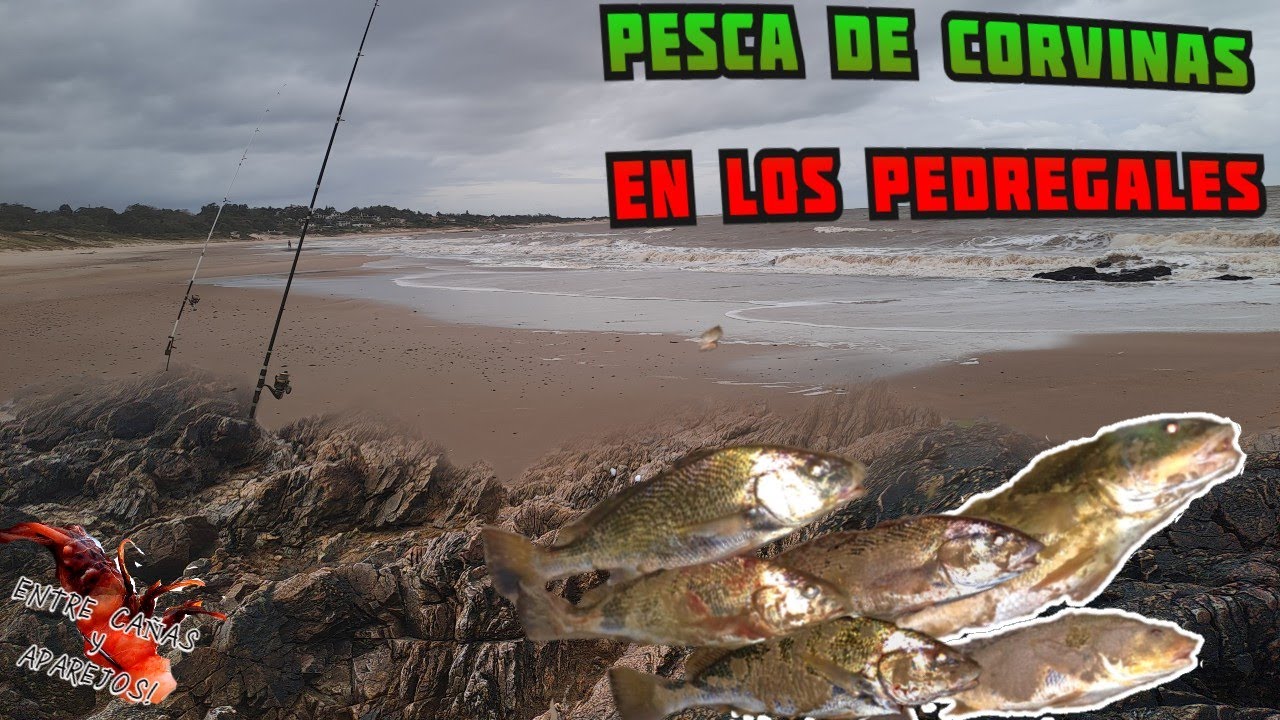 Pesca de CORVINAS en los pedregales, poco tiempo mucha pesca‼️🎣//Uruguay//@entrecanasyaparejos2396