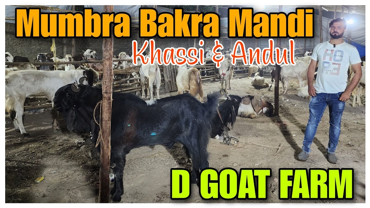 Mumbra Bakra Mandi At D GOAT FARM | Khassi Andul Goat Collection DANISH BHAI |@Rizwankranti