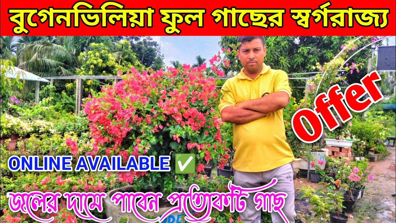 বুগেনভিলিয়া ফুল গাছের স্বর্গরাজ্য || রাধামাধব নার্সারি || Offer || জলের দামে পাবেন প্রত্যেকটি গাছ