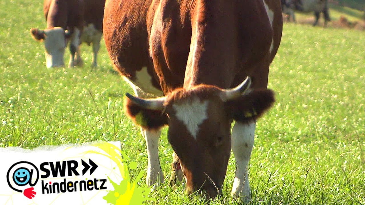 Vom Bauernhof auf den Teller &ndash; Wie wollen wir essen? | Tigerenten Club