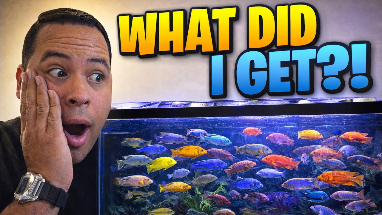 These 7 new cichlids are absolutely stunning