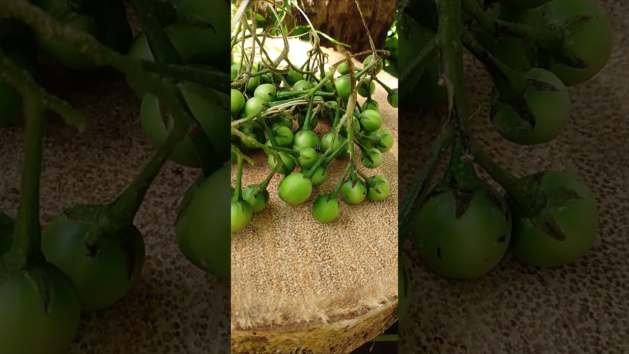 Solanum torvum#(Thibbatu)#😋😋😋#short#Horana