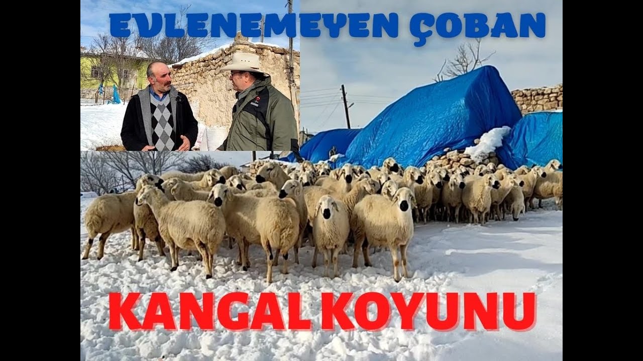 BU ÇOBANA KIZ VERMEMİŞLER | KANGAL KOYUNU 3 | SİVAS