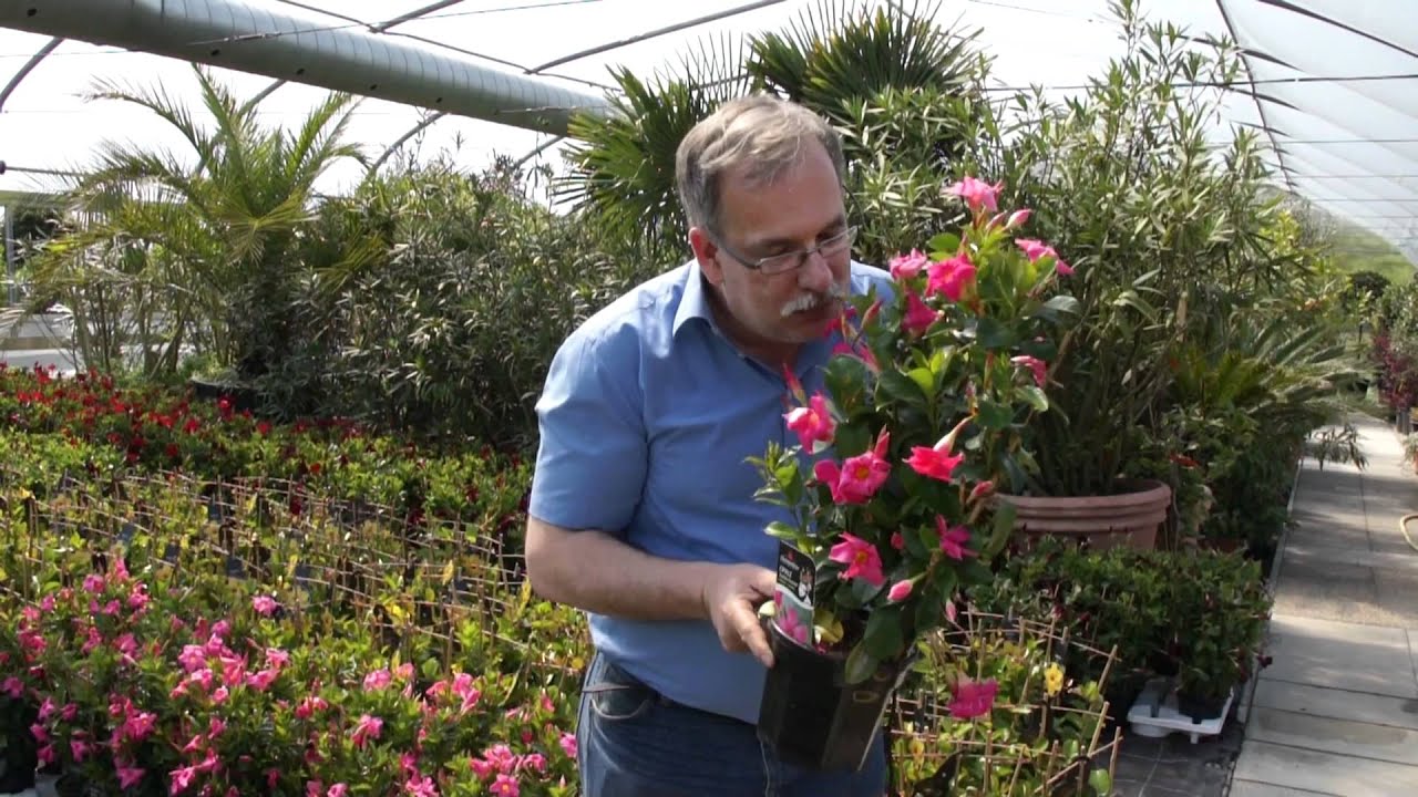 Die neue Mandevilla Sorte Diamantina Opale Fuchsia Flamme
