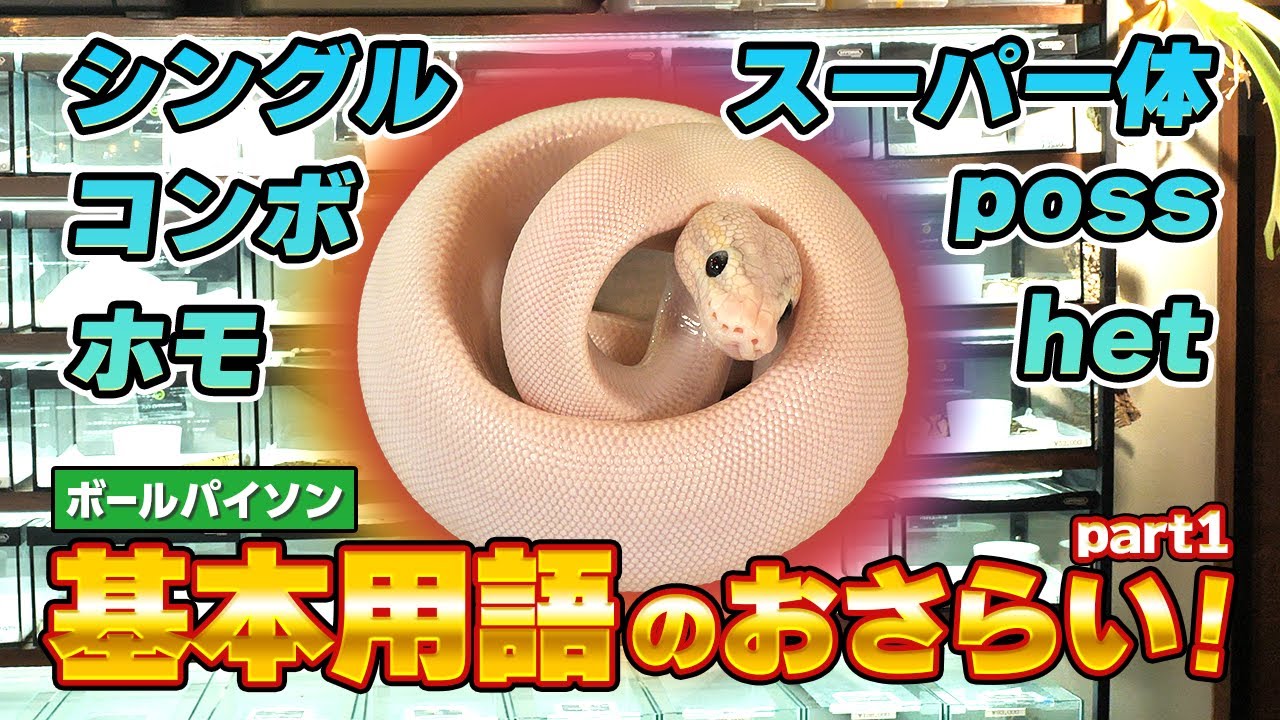 #41 ボールパイソン基本用語のおさらい💭