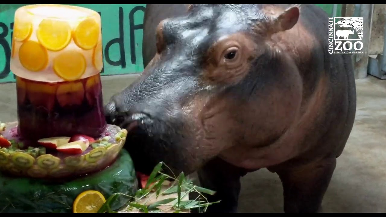 Baby Hippo Fiona Celebrates Her 4th Birthday - Cincinnati Zoo