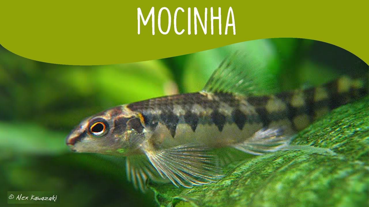 Mocinha - Minha Fauna