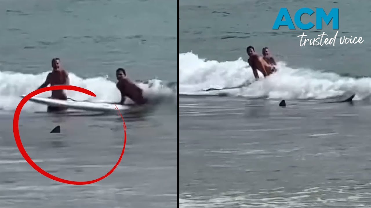 Shark shock: Man 'nearly walks into shark' at iconic Aussie beach