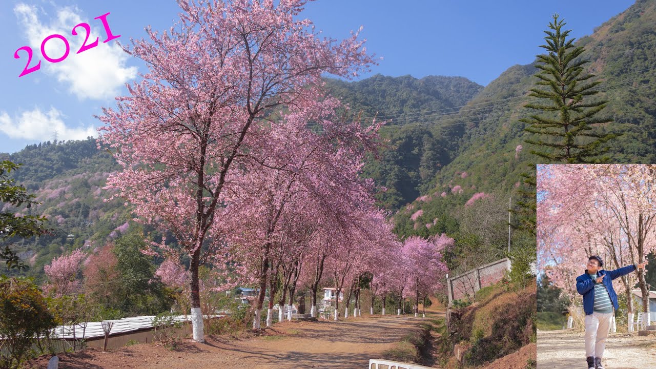 CHERRY BLOSSOM in MAO 2021 || Japan in Kangleipak || Shan Explore