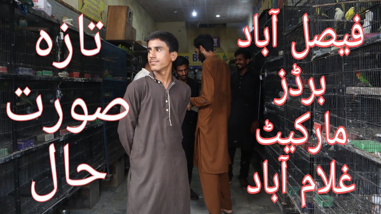 Visit Niazi Birds Shop Faisalabad | Latest Update
