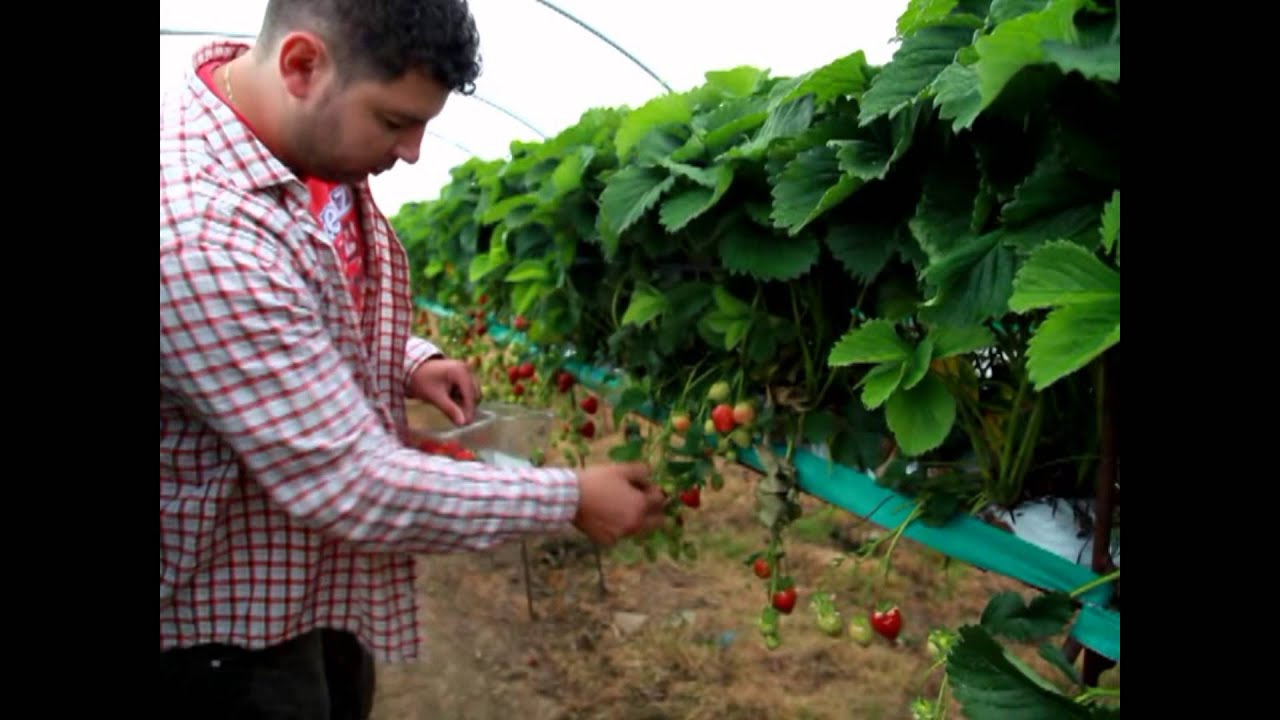 Truskawki po szkocku - zbiór i zarządzanie produkcją (cz. II)
