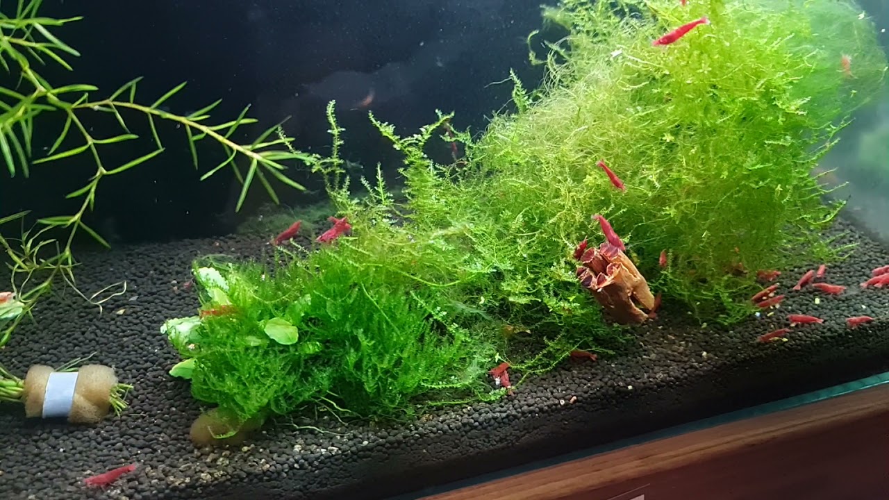 Fredagsfilm - Rejer og fisk!