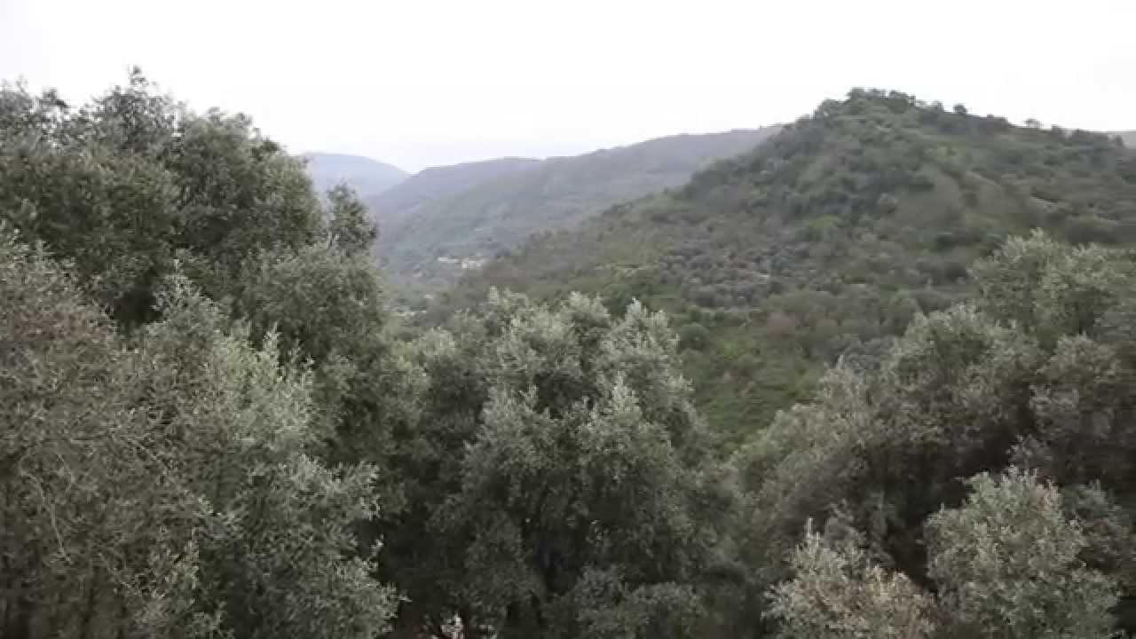 Azienda Agricola Suraci Sant'Alessio d'Aspromonte