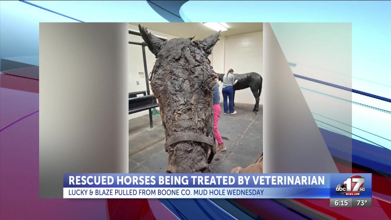 Horses that got pulled out of mud still being treated