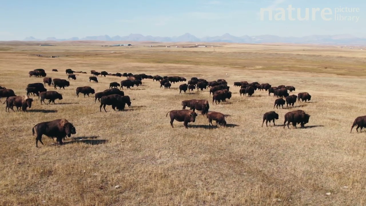 Aerial tracking shot of American bison herd grazing and walking across prairie, Montana, USA.