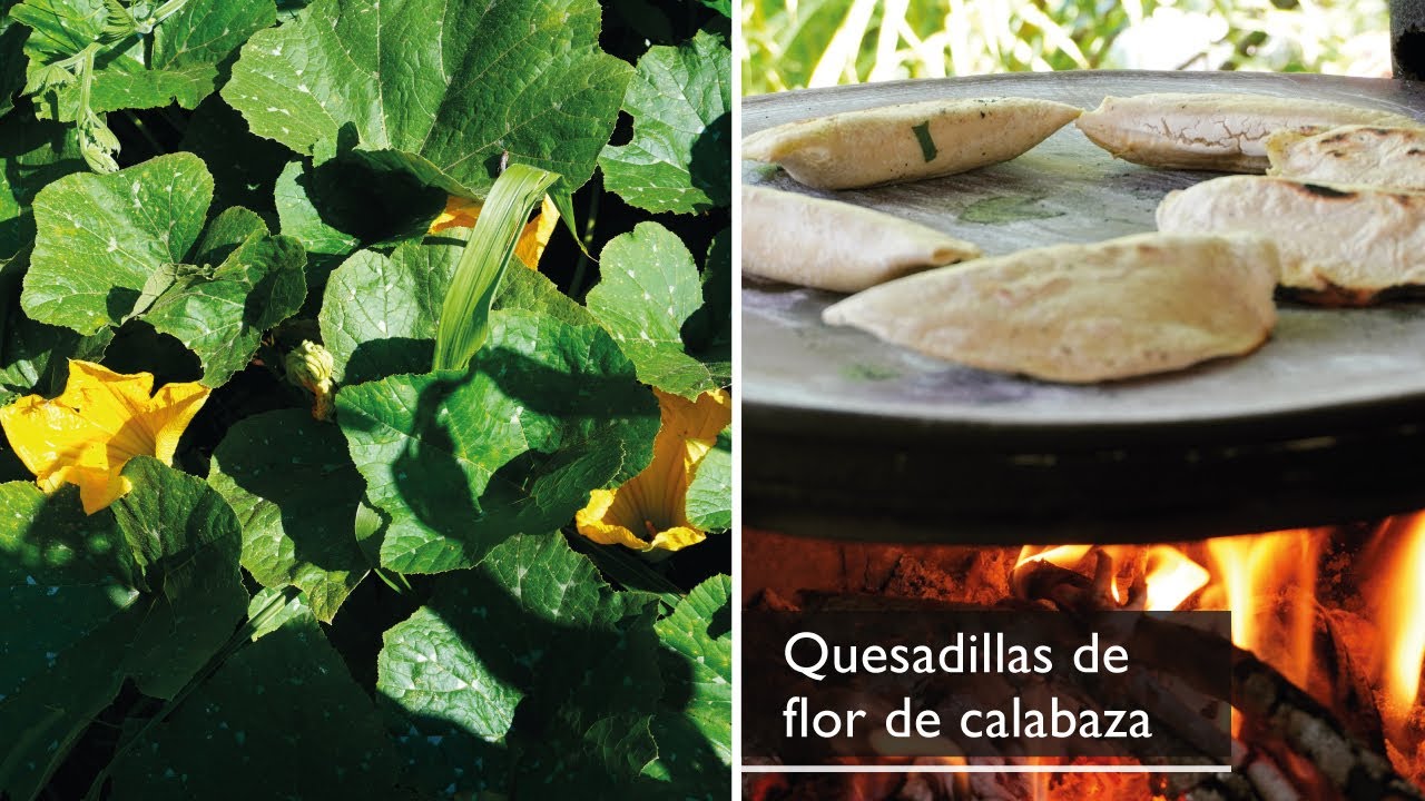 Vamos al campo a cortar flores de calabaza y hacemos unas quesadillas │La cuinique