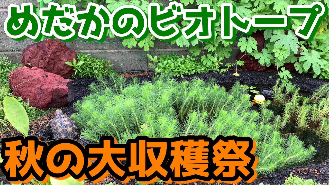 発泡スチロールの池が昆虫天国に！？～秋の大収穫祭でアヒルと白鳥発見？～【めだかのビオトープ】