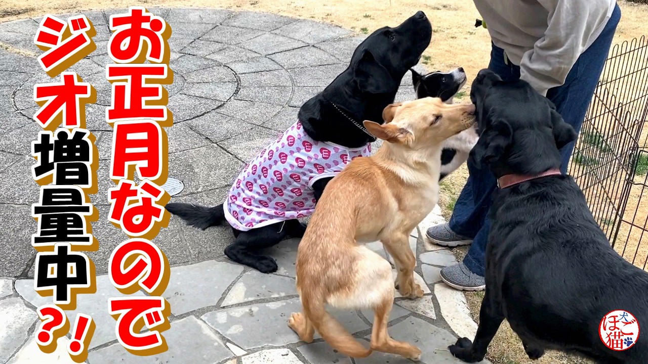 【ﾌﾞﾘｰﾀﾞｰﾚｽｷｭｰ　繁殖猫　保護犬】お正月につきジオ増量中？！＋元繁殖猫達