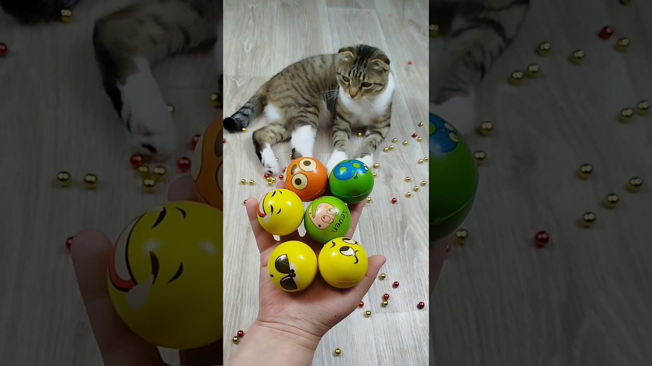 Balls 😁🐱 Cat Barsik Reverse Video #funnyreversecat #cat #catfunny #funny #funnyreverse #kitten