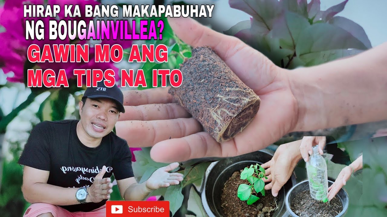 TIPS and Reminders Sa Pagtatanim ng  Rooted (ICU) Rare Bougainvillea