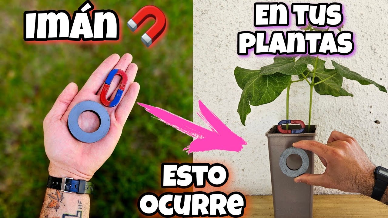 🧲 IMANES en tus PLANTAS! Pon 1 y MIRA que sucede AL INSTANTE! Experimento de Huerto y Jardinería