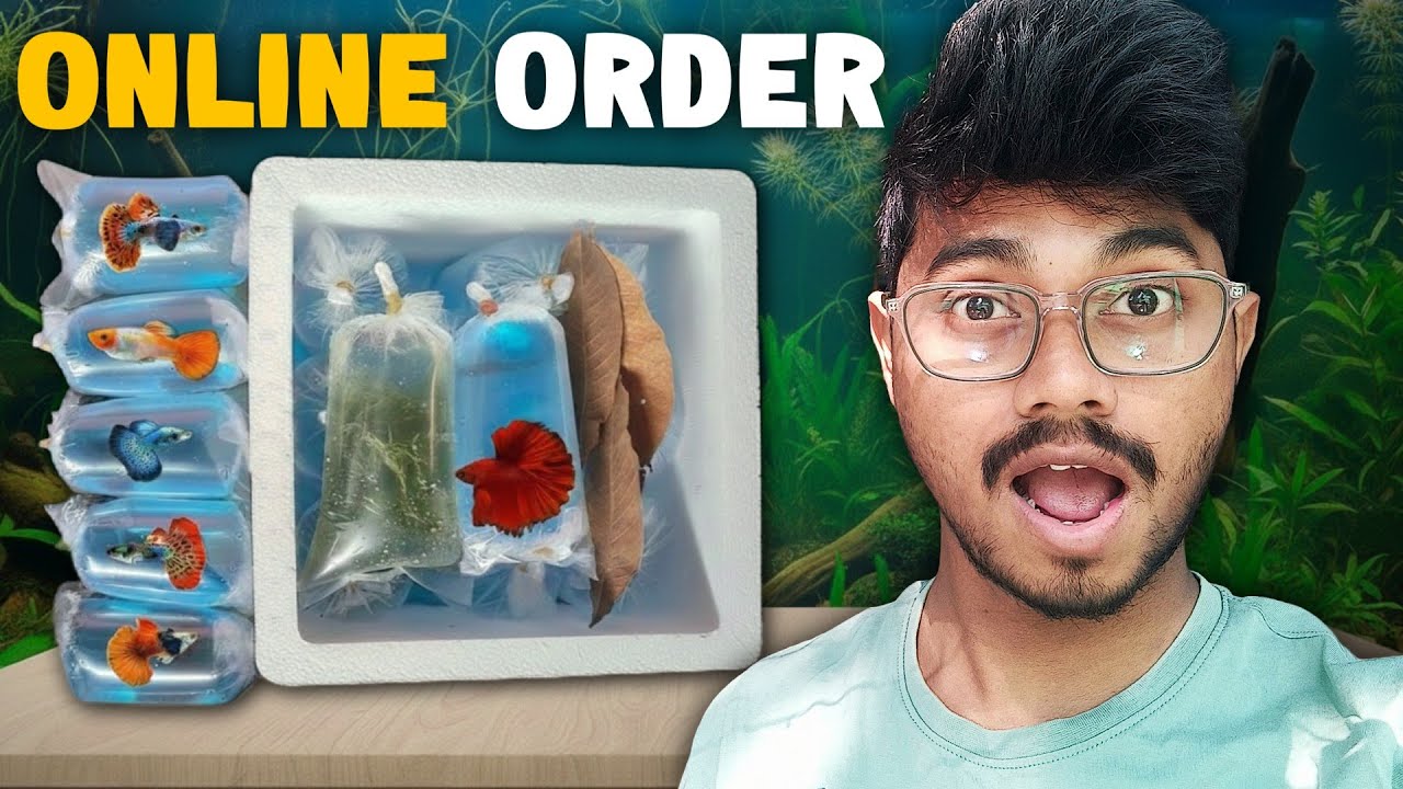 live Fish Delivery Kaise Kare | Guppy Farm