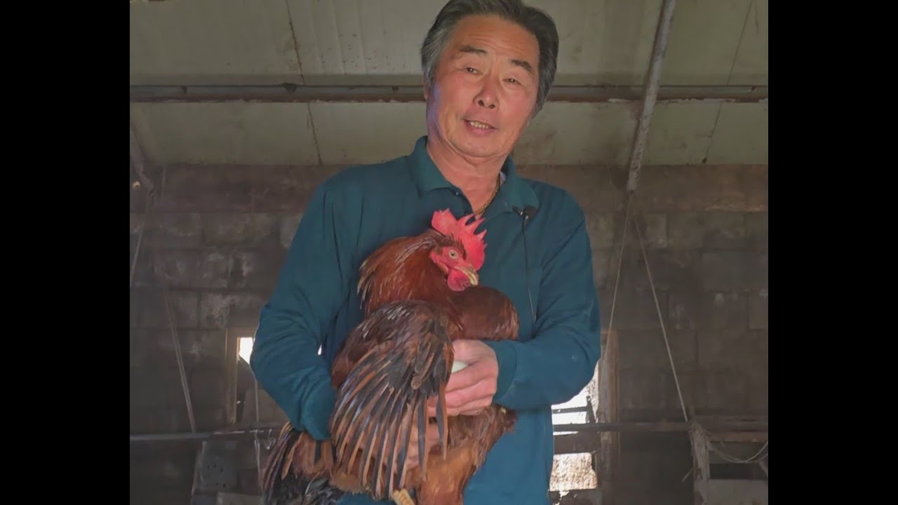 칠갑산 토종닭을 아실라나?
