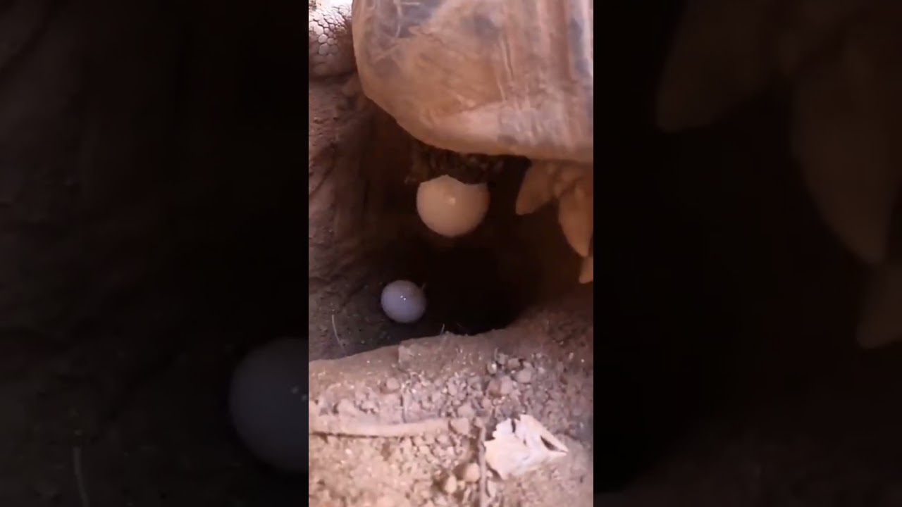 tartaruga pondo ovo nunca vi 😱