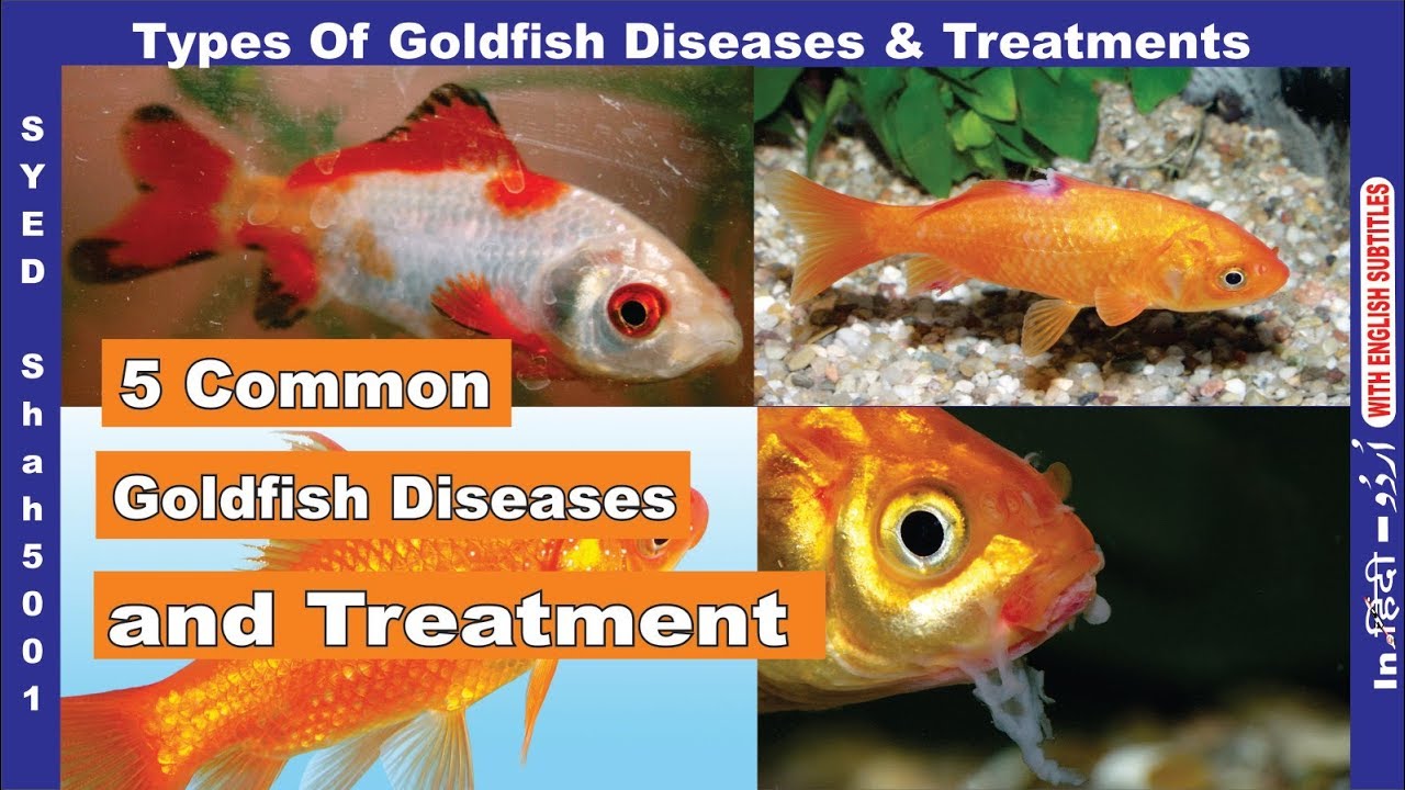 Goldfish 5 common Disease & Treatement of Goldfish how to Cure sick Goldfish