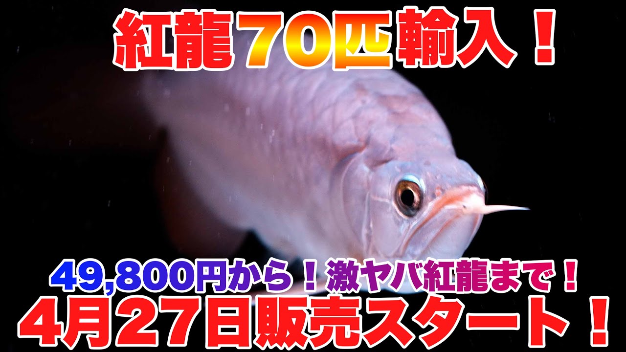 【ショップ訪問】紅龍だけで70匹!49,800円から激レア紅龍まで！熱帯魚　アクアリウム　#激安 #アロワナ #紅龍 #激レア