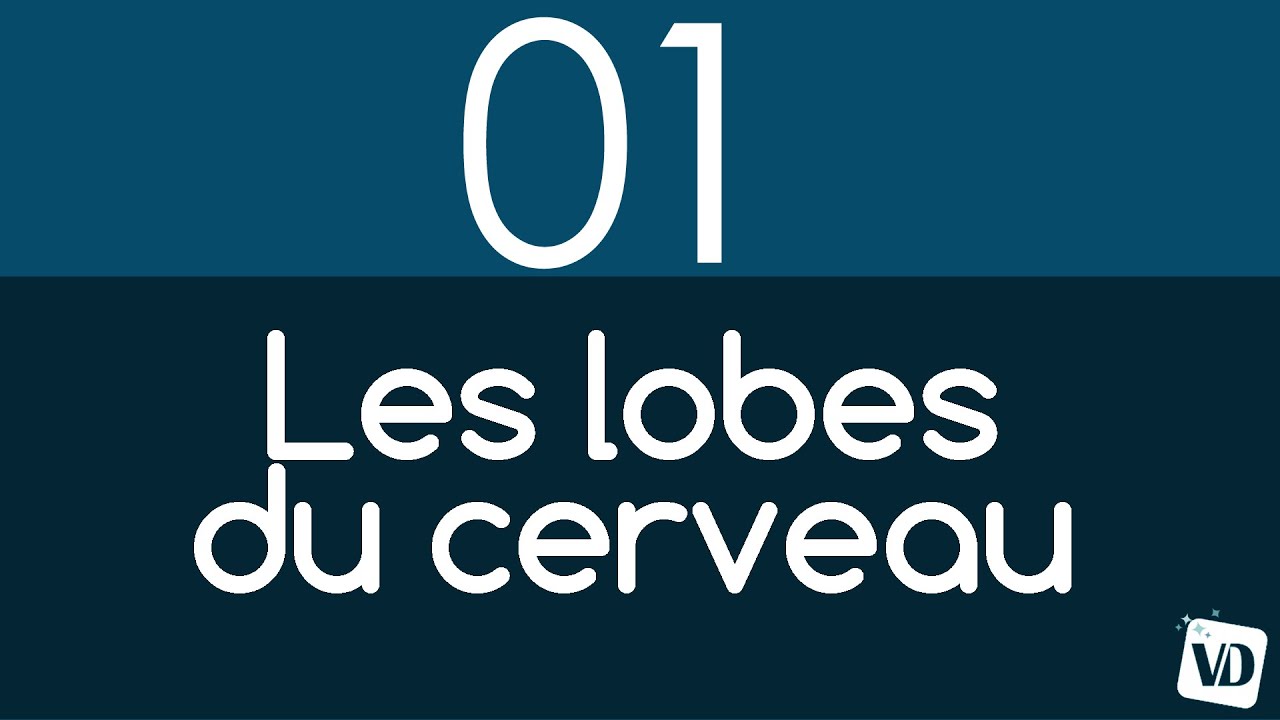 Le cerveau en 2 minutes : les 4 LOBES du CERVEAU
