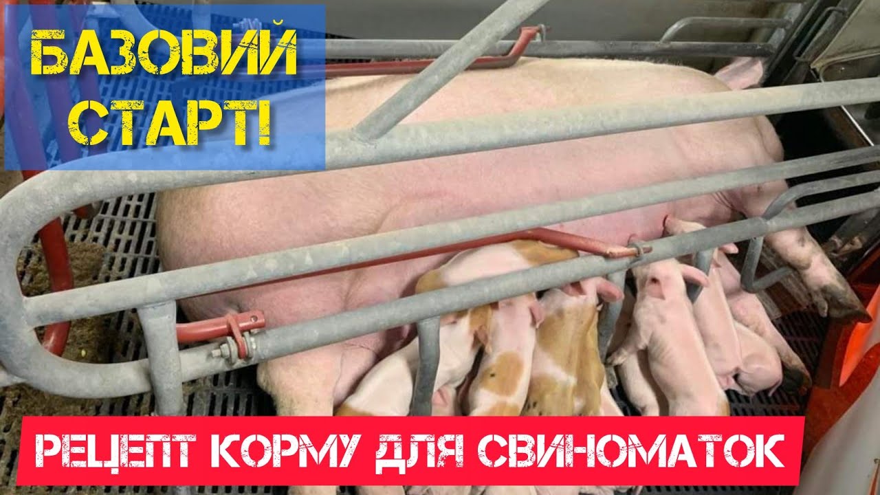 Рецепт комбікорму для свиноматок. Корм для свиноматок під час лактації.